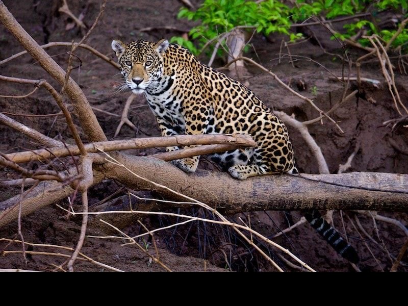 Un jaguar sobre un tronco en la selva